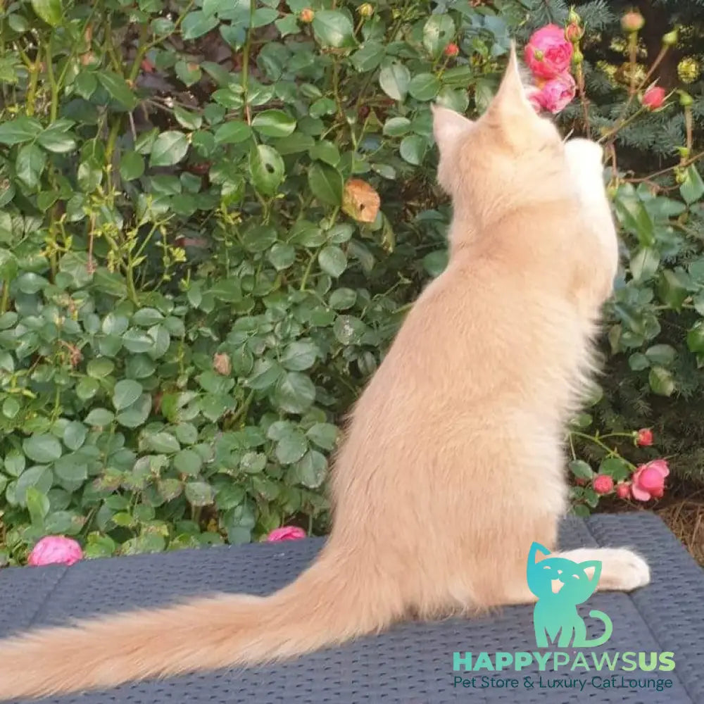 Hamilton Maine Coon male cream ticked tabby - live animals