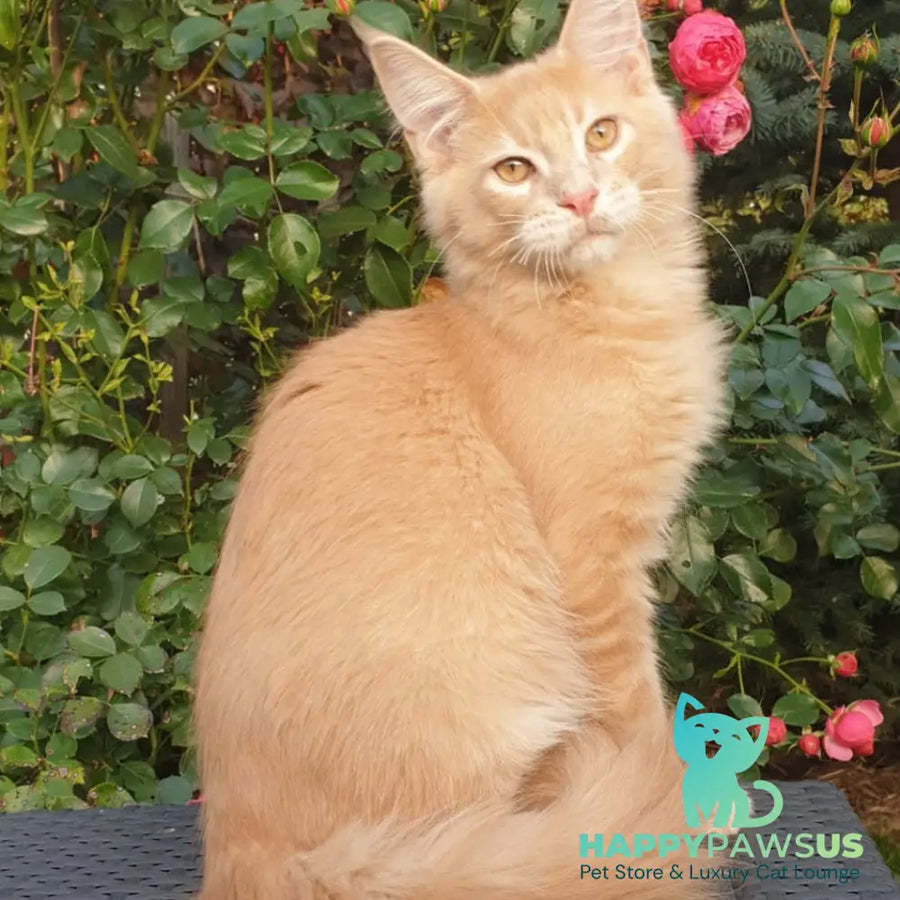 Hamilton Maine Coon male cream ticked tabby - live animals