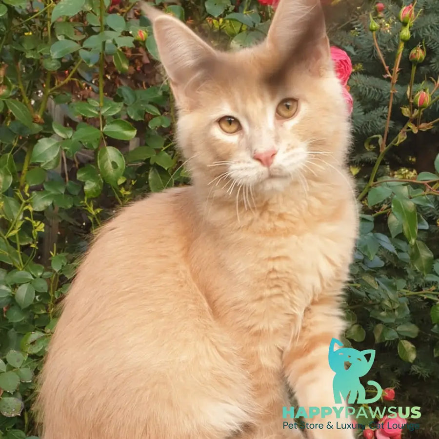 Hamilton Maine Coon male cream ticked tabby - live animals