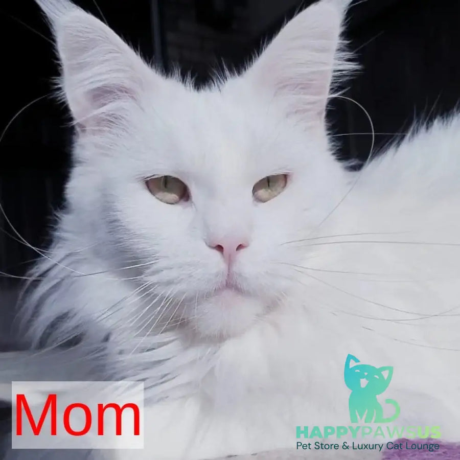Hamilton Maine Coon male cream ticked tabby - live animals