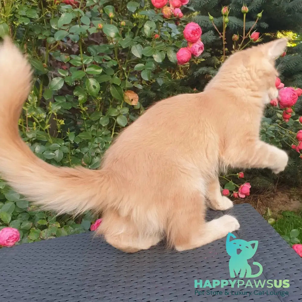 Hamilton Maine Coon male cream ticked tabby - live animals