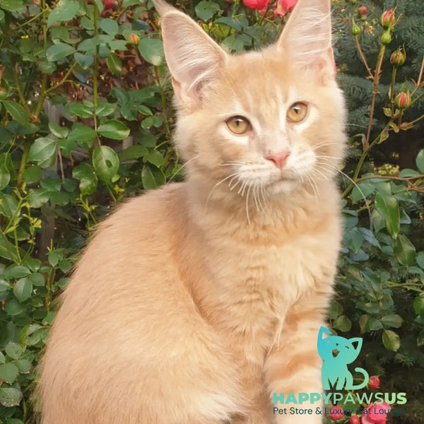 Hamilton Maine Coon male cream ticked tabby - live animals