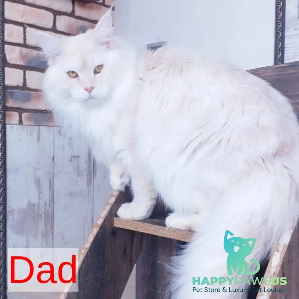 Hamilton Maine Coon male cream ticked tabby - live animals