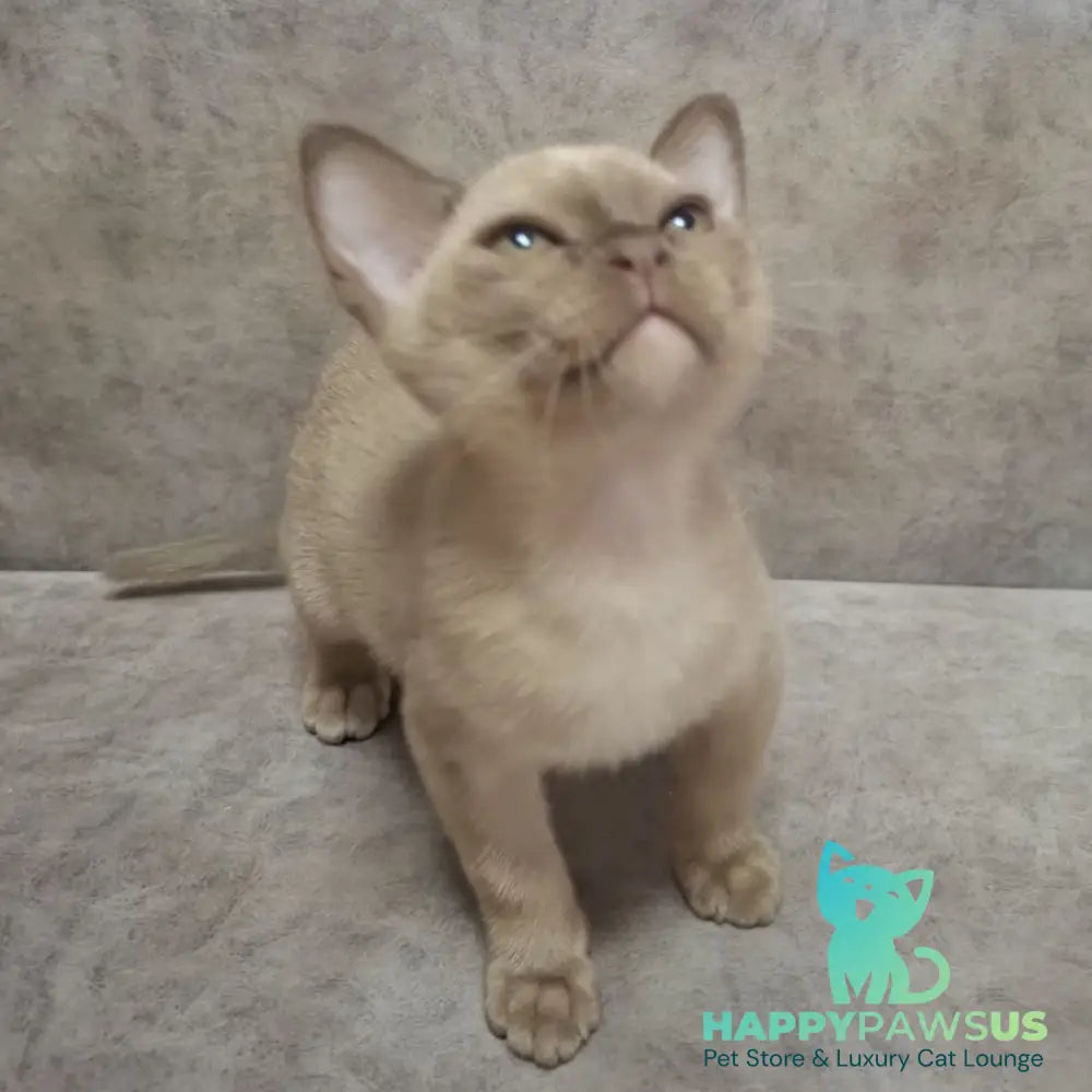 Hammer Burmese male chocolate - live animals
