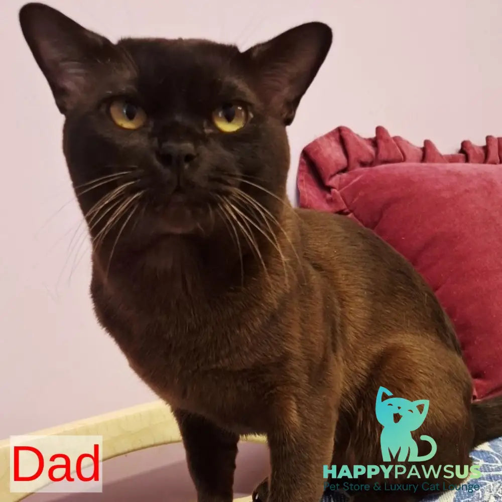 Hammer Burmese male chocolate - live animals