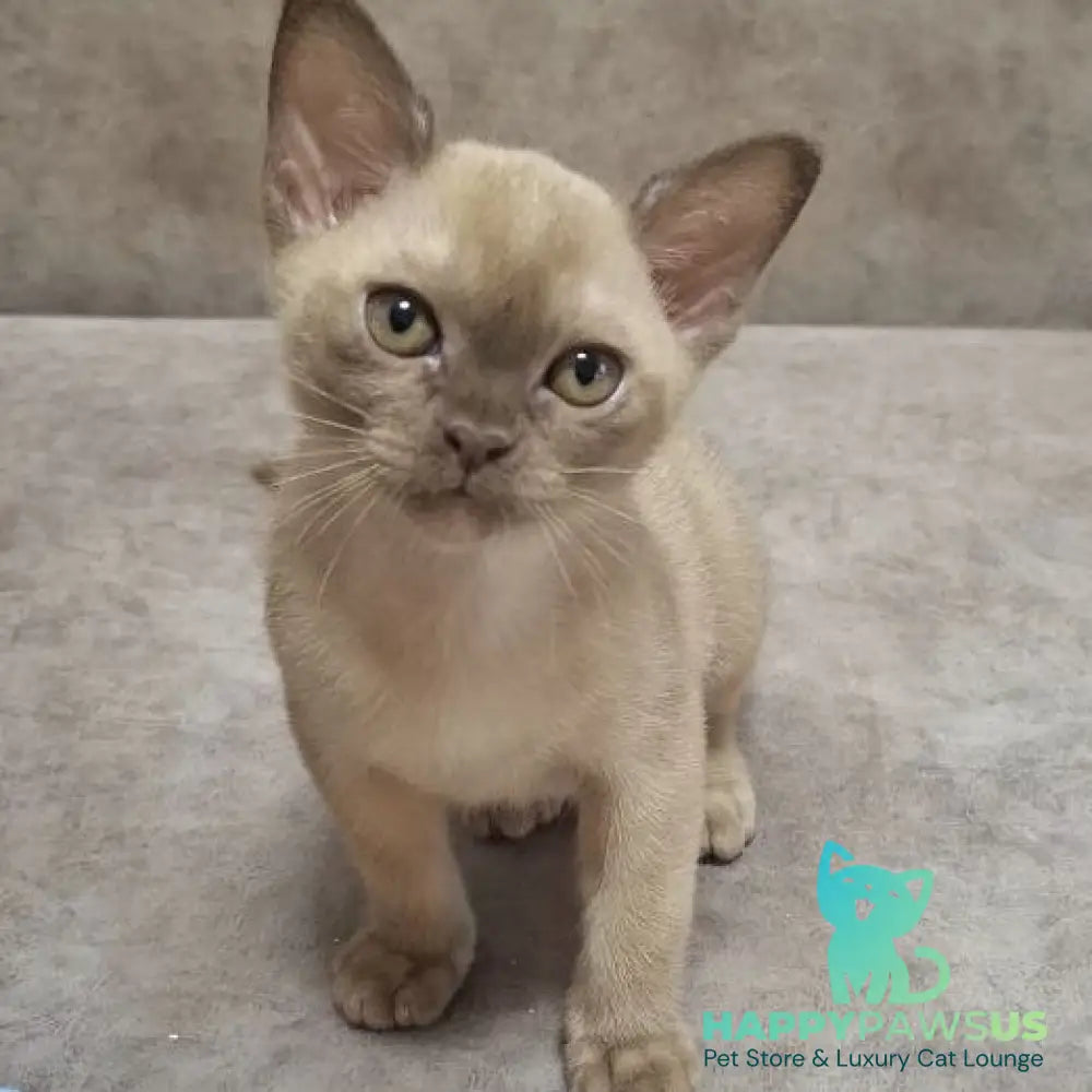 Hammer Burmese male chocolate - live animals