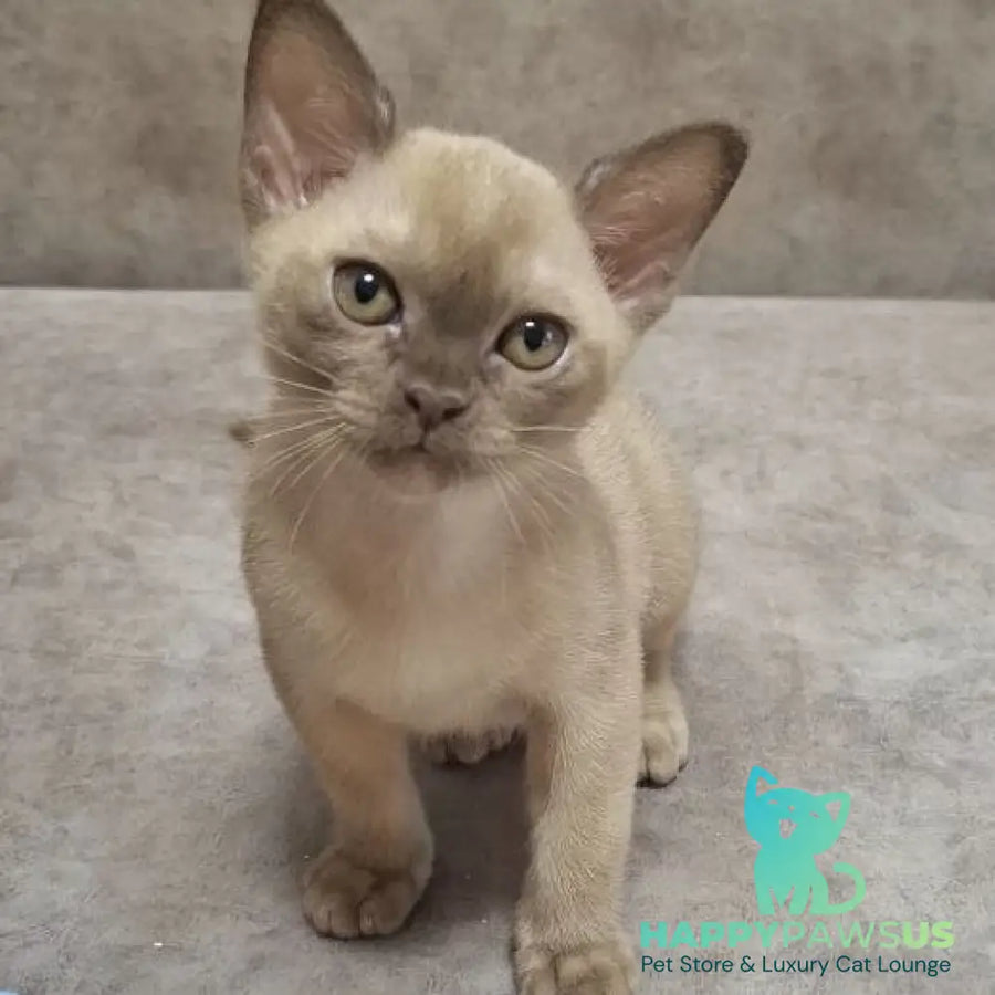 Hammer Burmese male chocolate - live animals