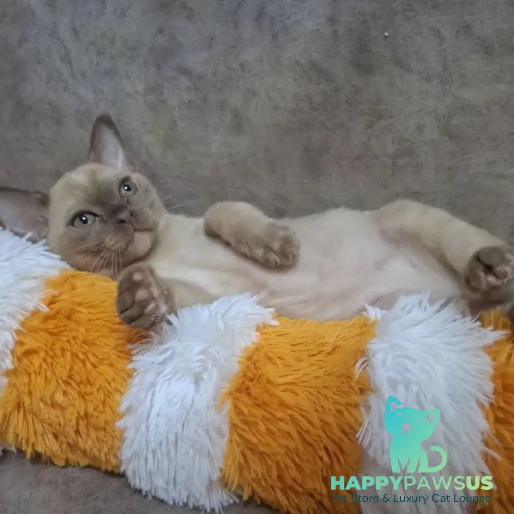 Hammer Burmese male chocolate - live animals