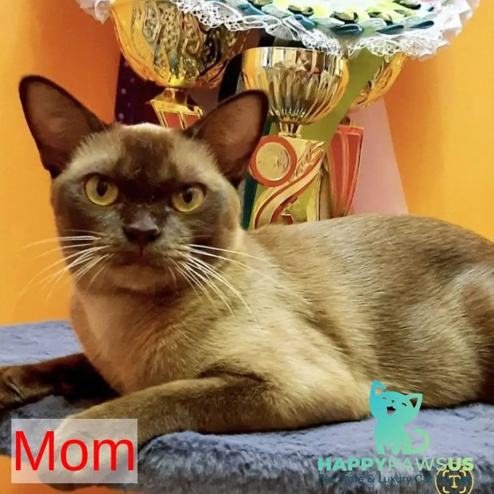 Hammer Burmese male chocolate - live animals