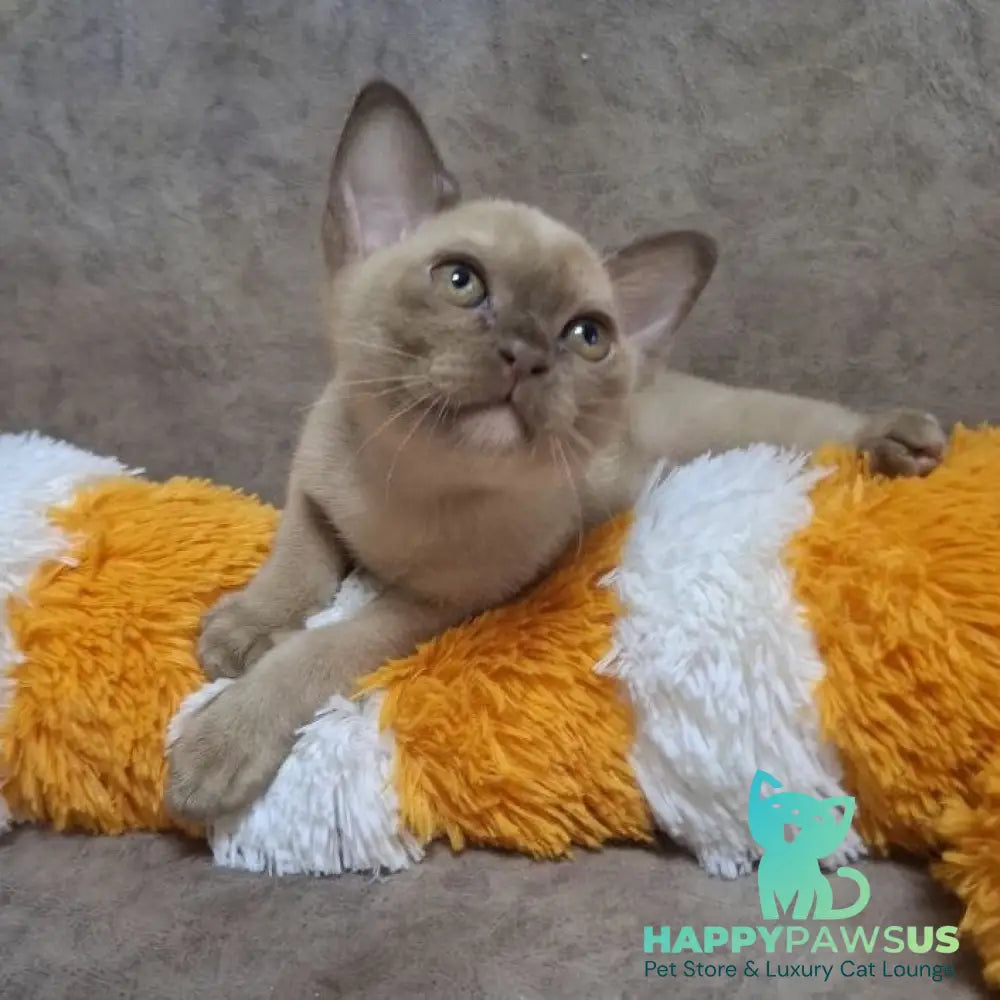 Hammer Burmese male chocolate - live animals