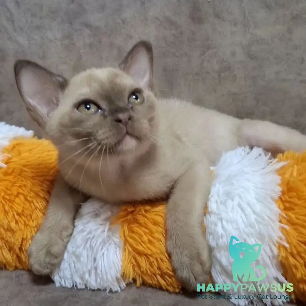 Hammer Burmese male chocolate - live animals