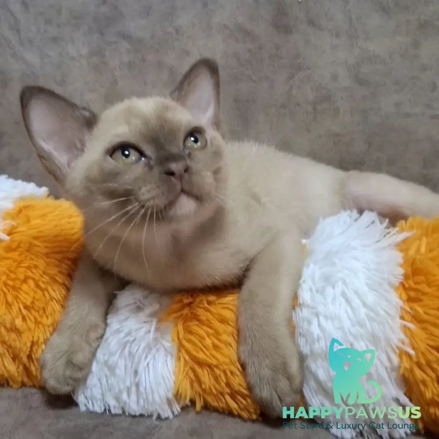 Hammer Burmese male chocolate - live animals