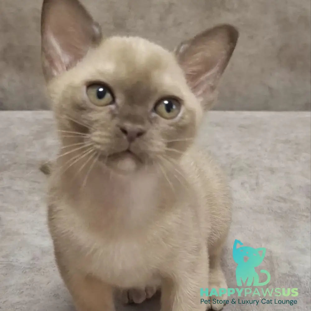 Hammer Burmese male chocolate - live animals