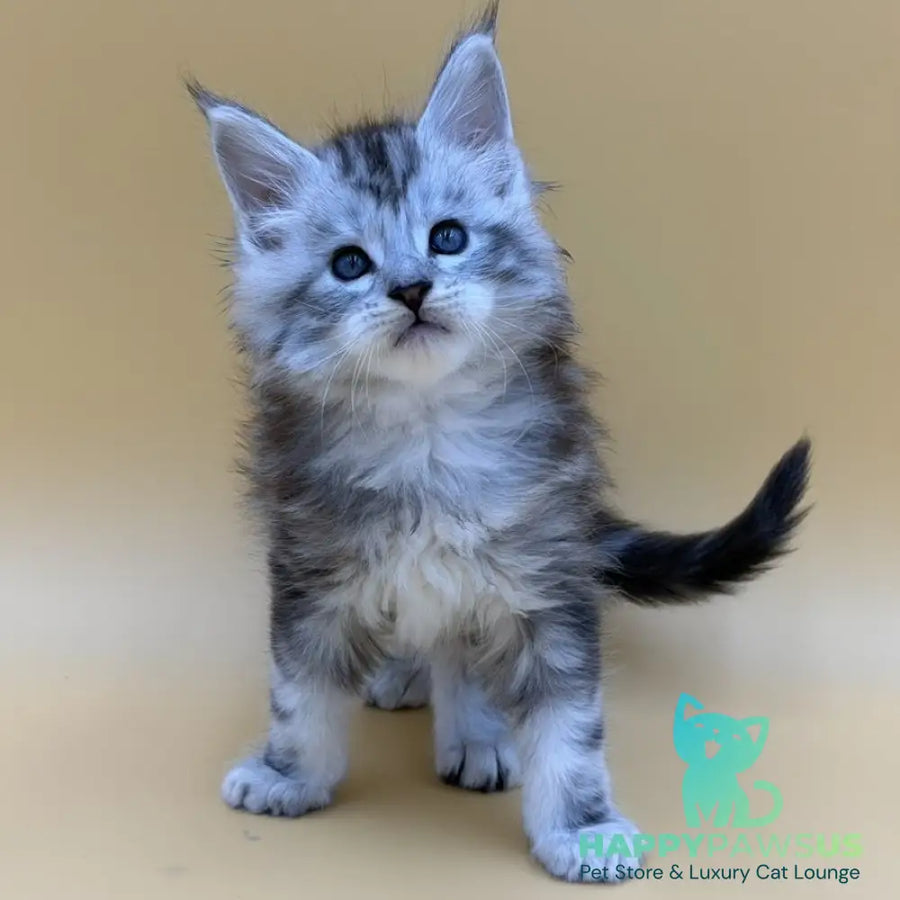 Hammer Maine Coon male black silver tabby - live animals