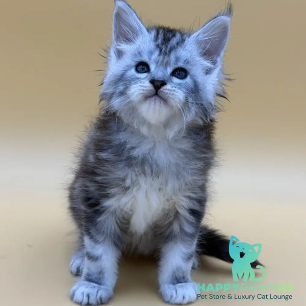 Hammer Maine Coon male black silver tabby - live animals