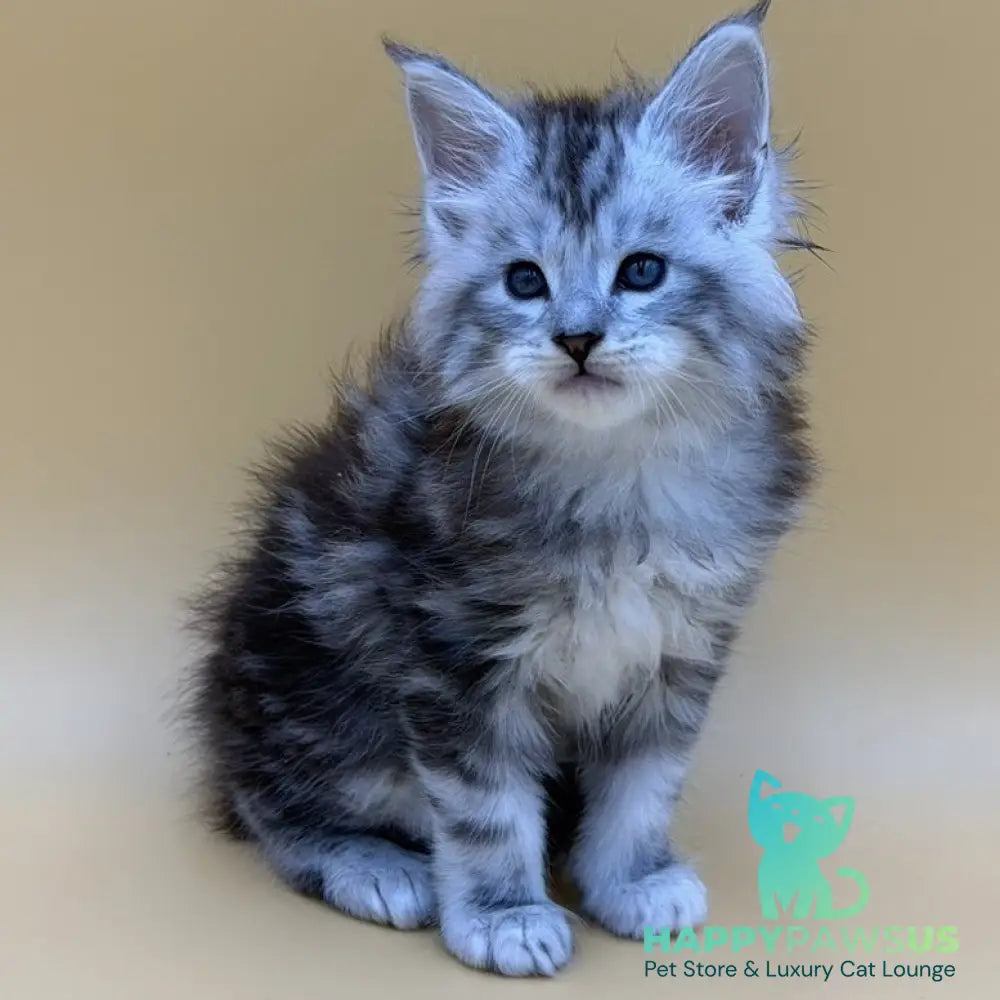 Hammer Maine Coon male black silver tabby - live animals