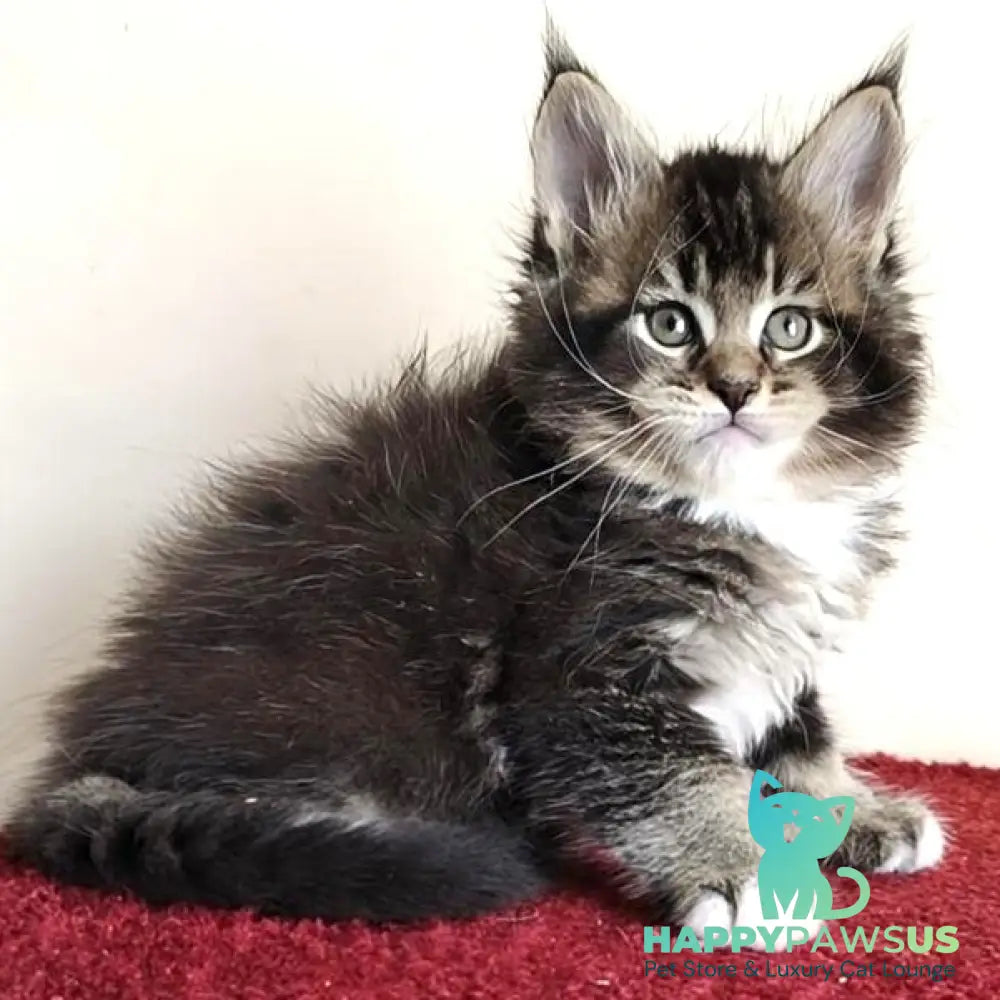 Hammer Maine Coon male black ticked tabby with white - live animals
