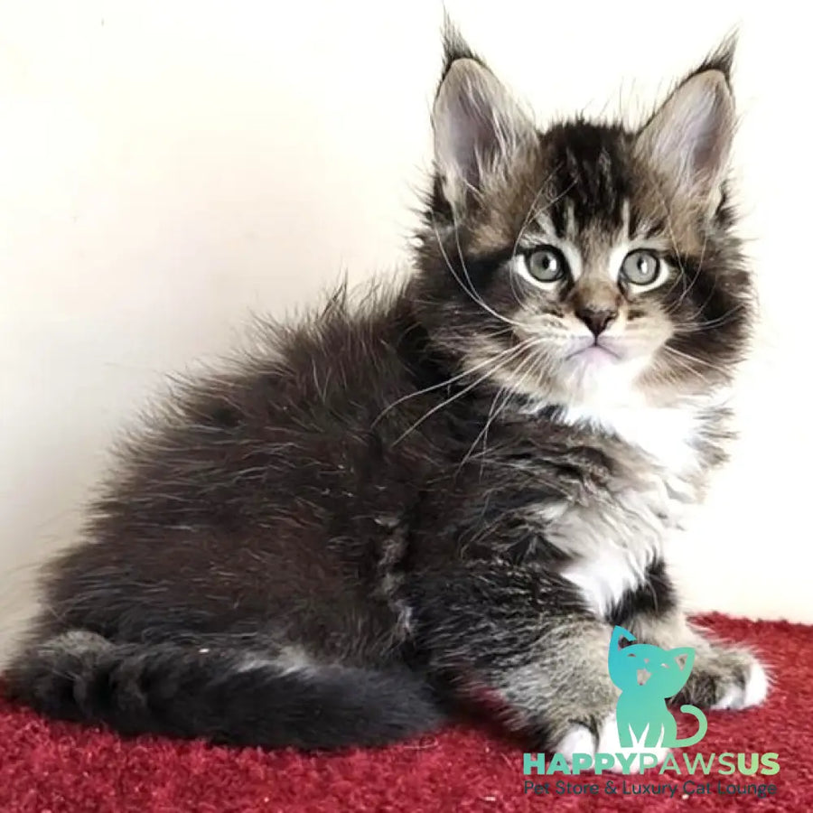Hammer Maine Coon male black ticked tabby with white - live animals