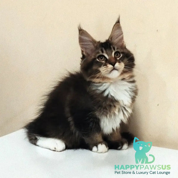 Hammer Maine Coon male black ticked tabby with white - live animals
