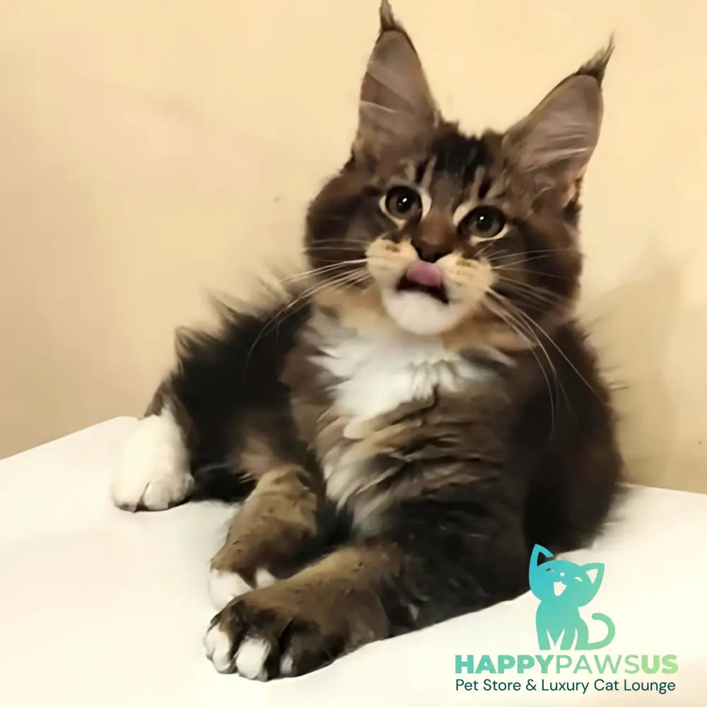 Hammer Maine Coon male black ticked tabby with white - live animals