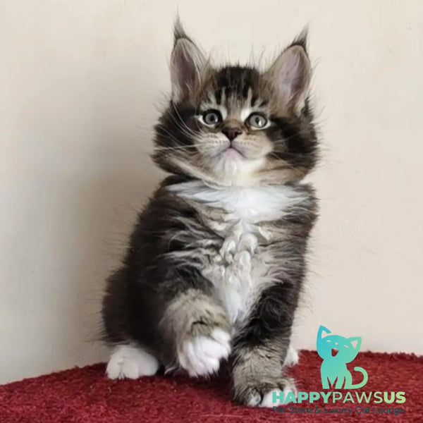 Hammer Maine Coon male black ticked tabby with white - live animals