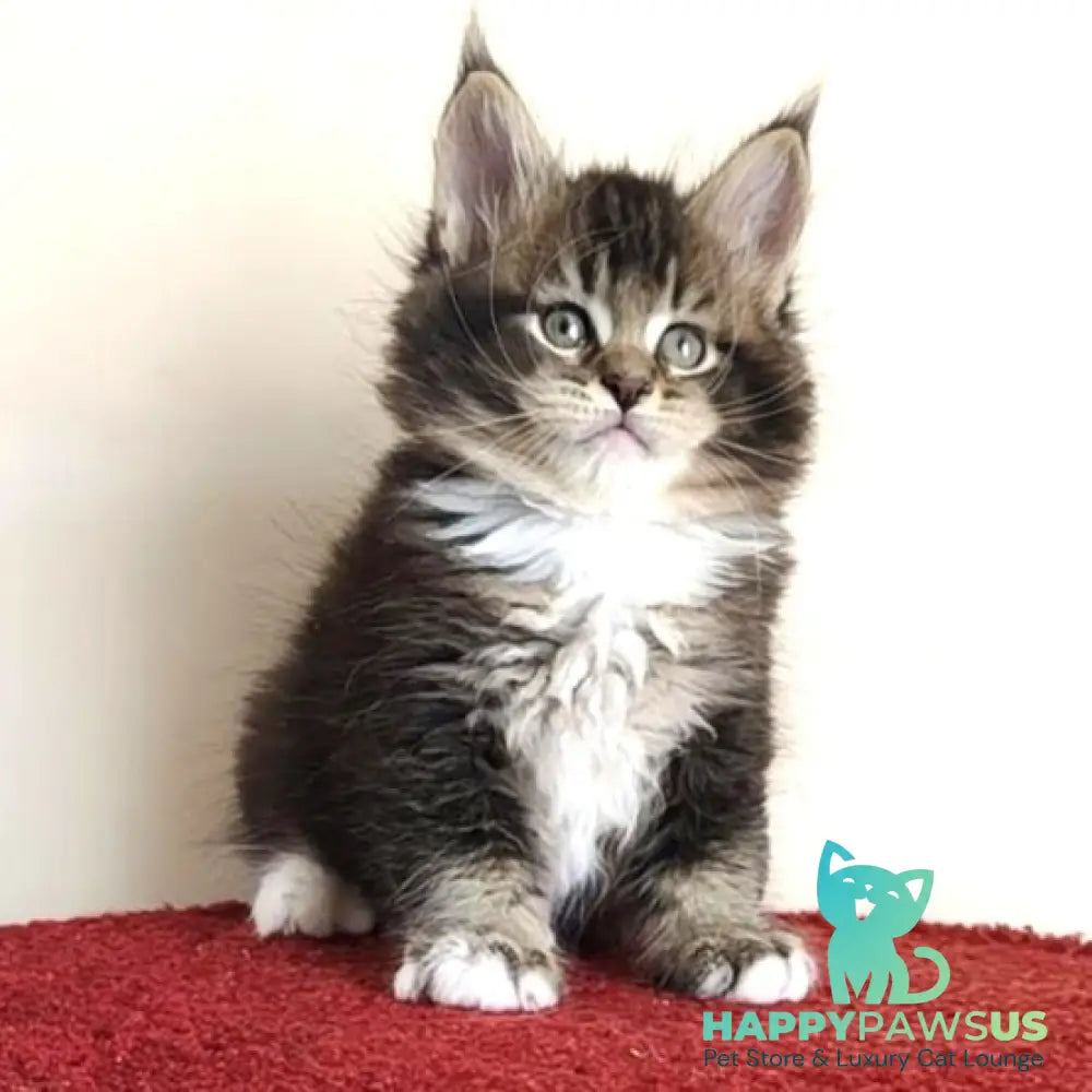 Hammer Maine Coon male black ticked tabby with white - live animals