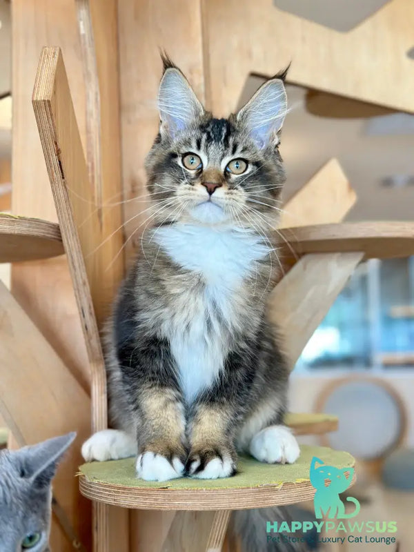 Hammer Maine Coon male black ticked tabby with white - live animals
