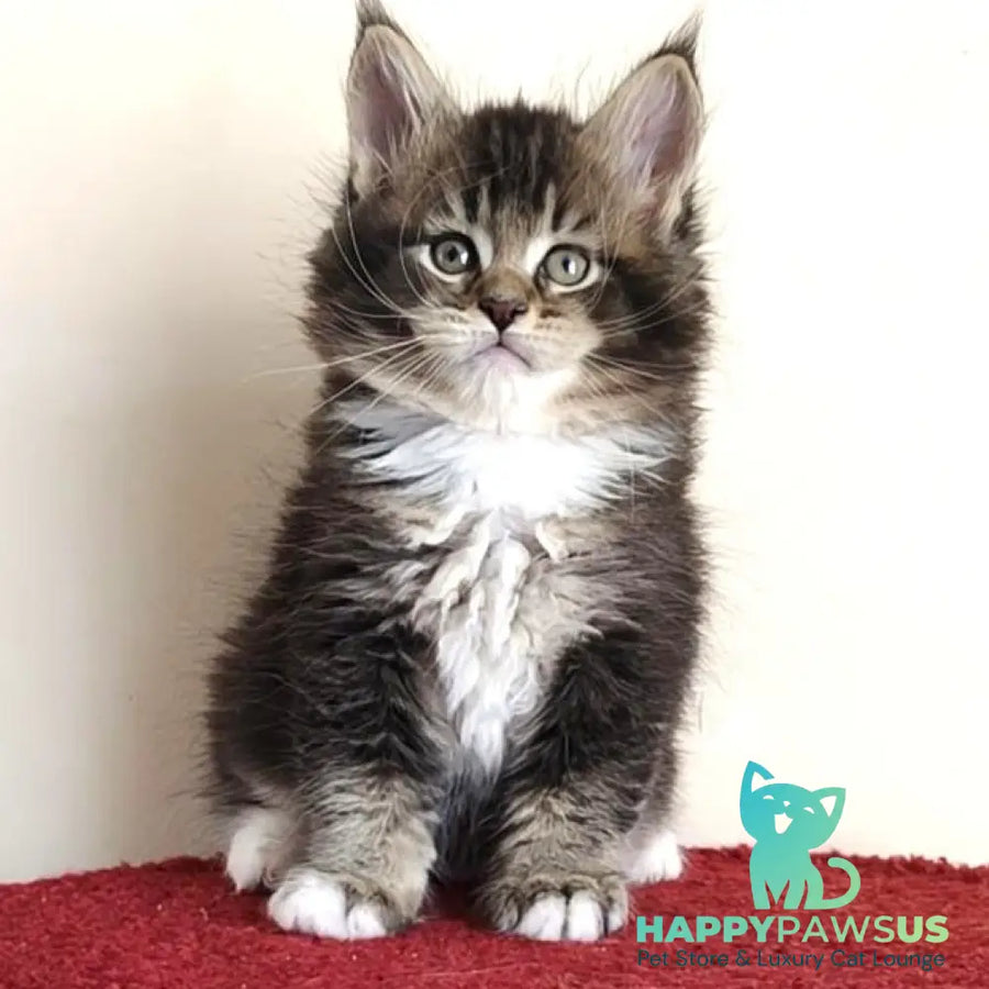 Hammer Maine Coon male black ticked tabby with white - live animals