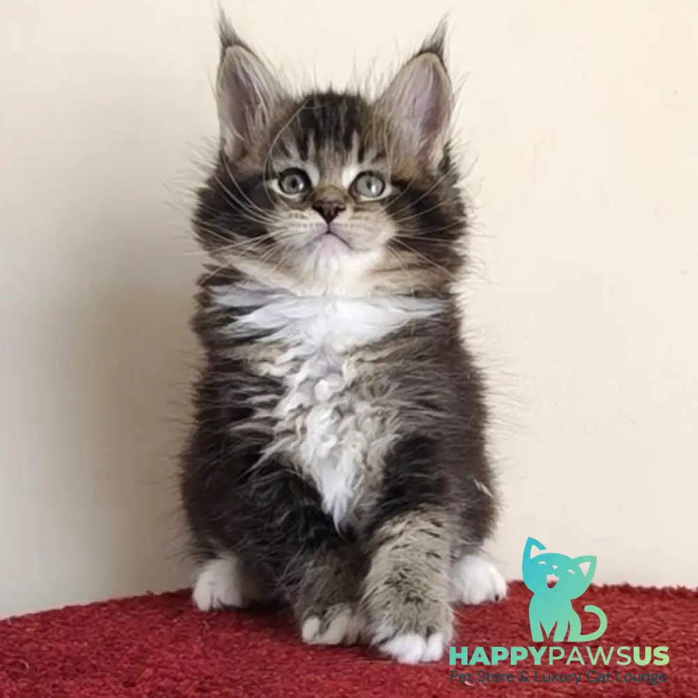 Hammer Maine Coon male black ticked tabby with white - live animals