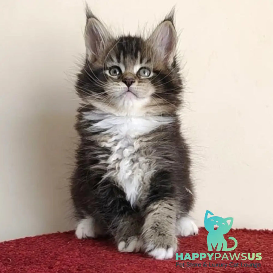 Hammer Maine Coon male black ticked tabby with white - live animals