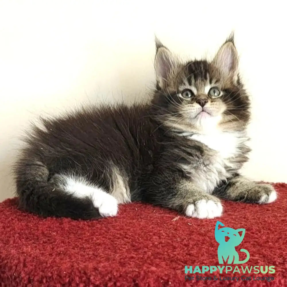 Hammer Maine Coon male black ticked tabby with white - live animals