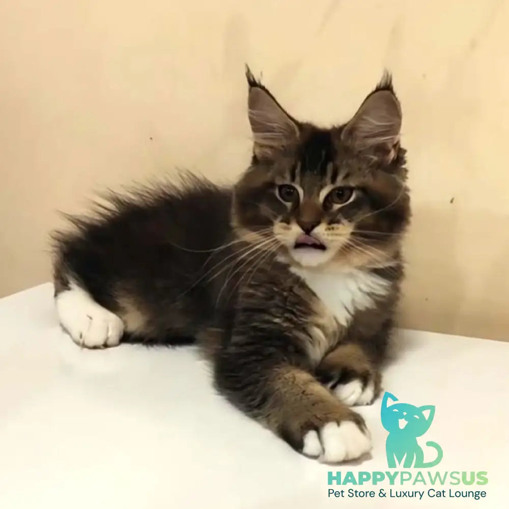 Hammer Maine Coon male black ticked tabby with white - live animals