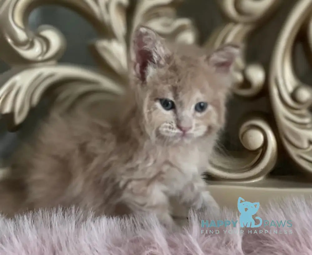Hammer Maine Coon male cream live animals