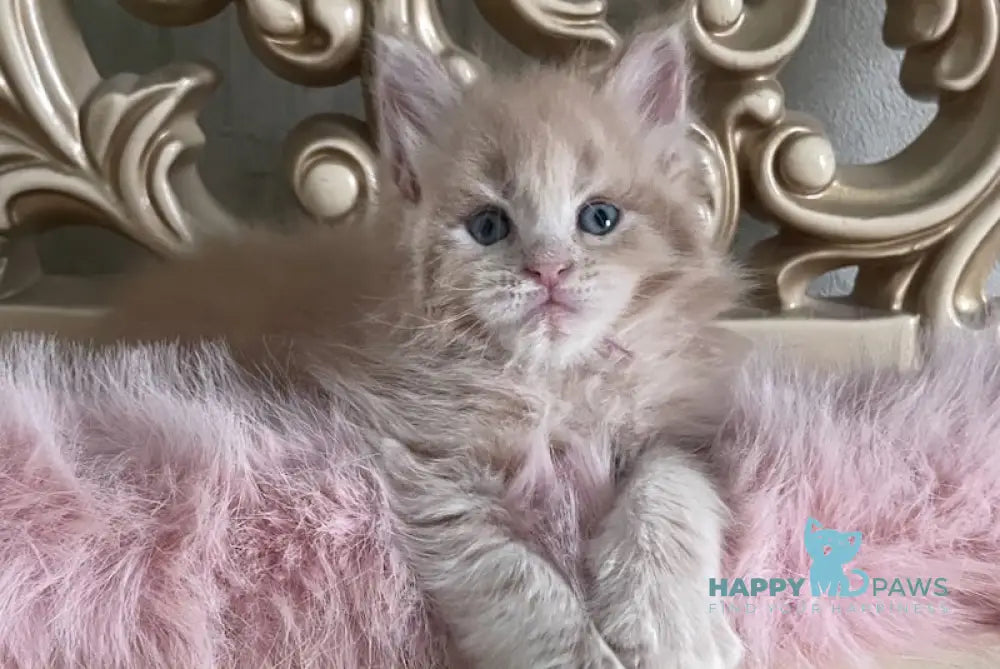 Hammer Maine Coon male cream live animals
