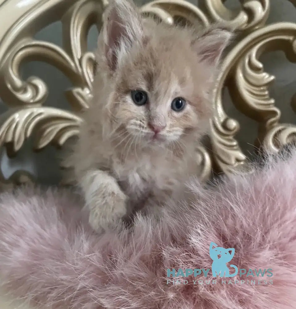 Hammer Maine Coon male cream live animals