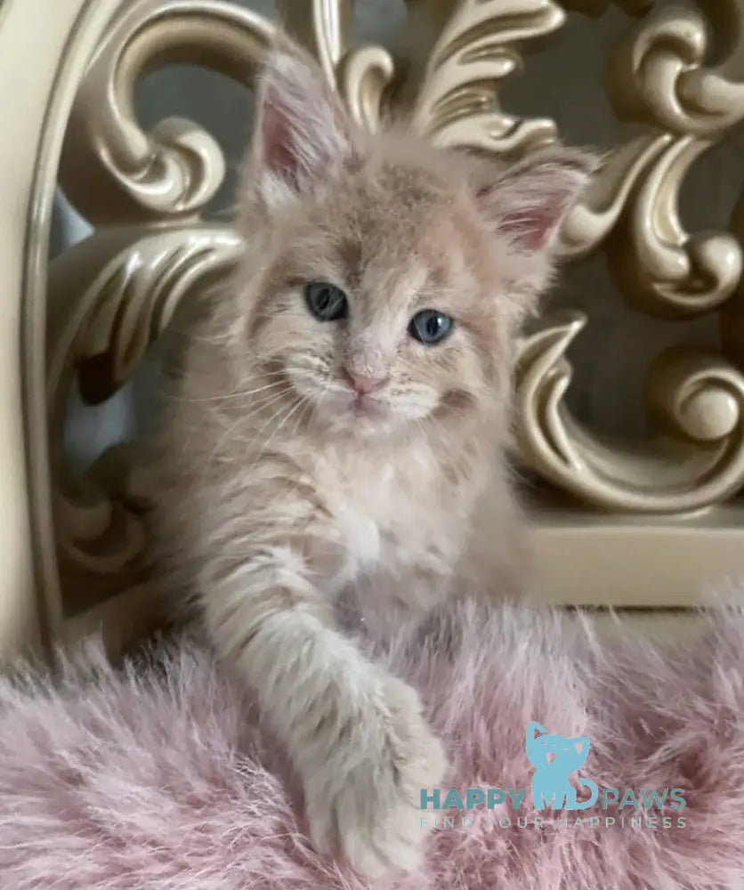 Hammer Maine Coon male cream live animals