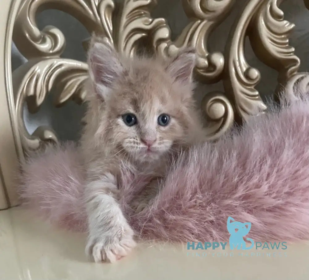Hammer Maine Coon male cream live animals