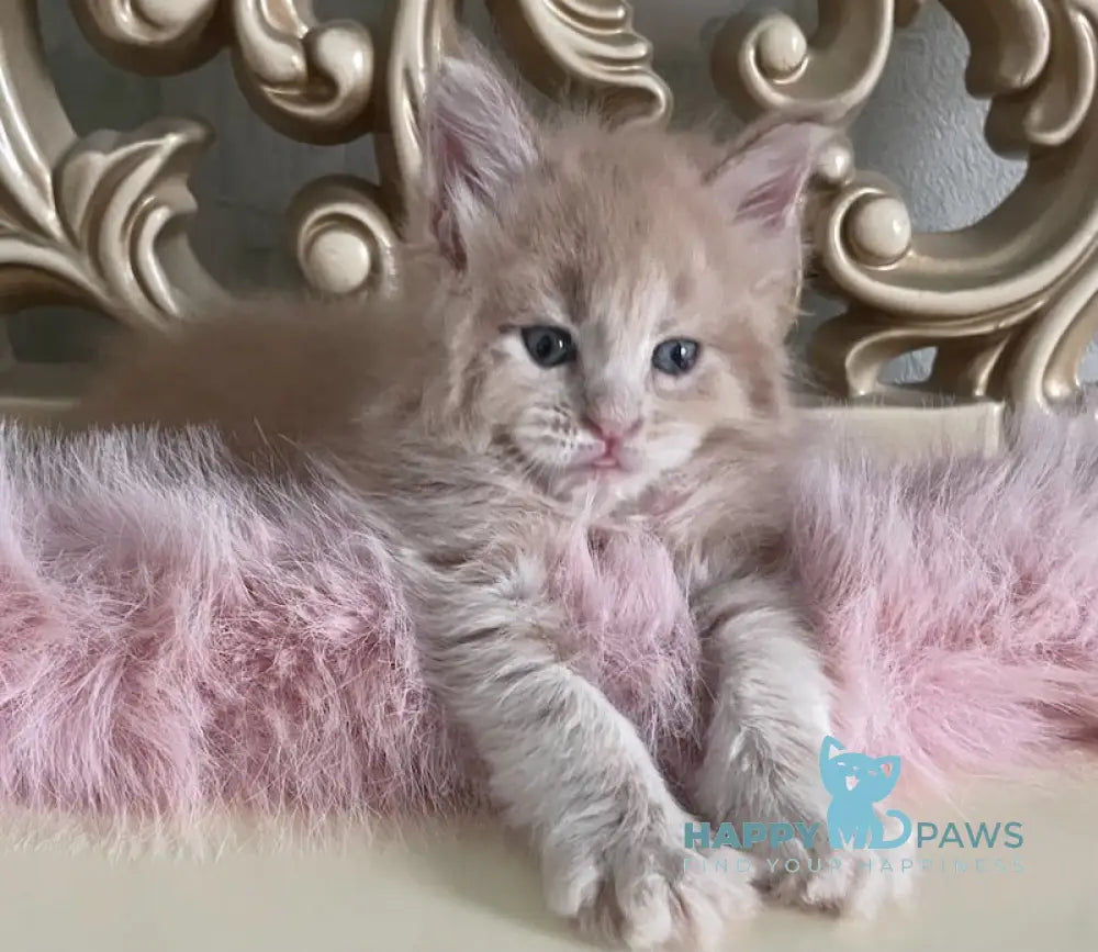 Hammer Maine Coon male cream live animals