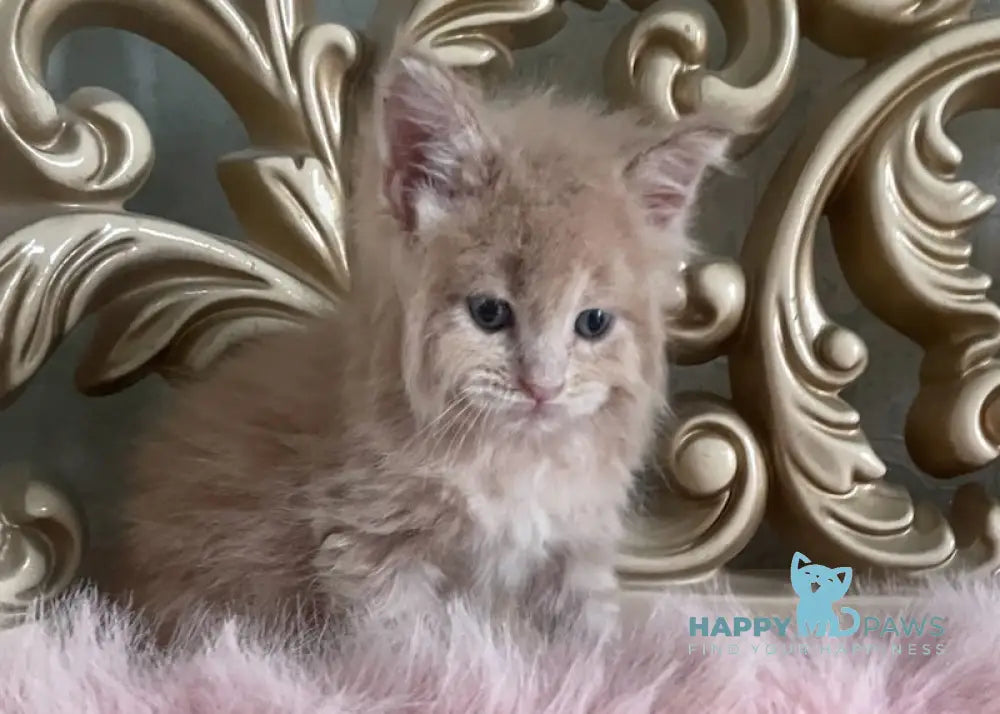 Hammer Maine Coon male cream live animals