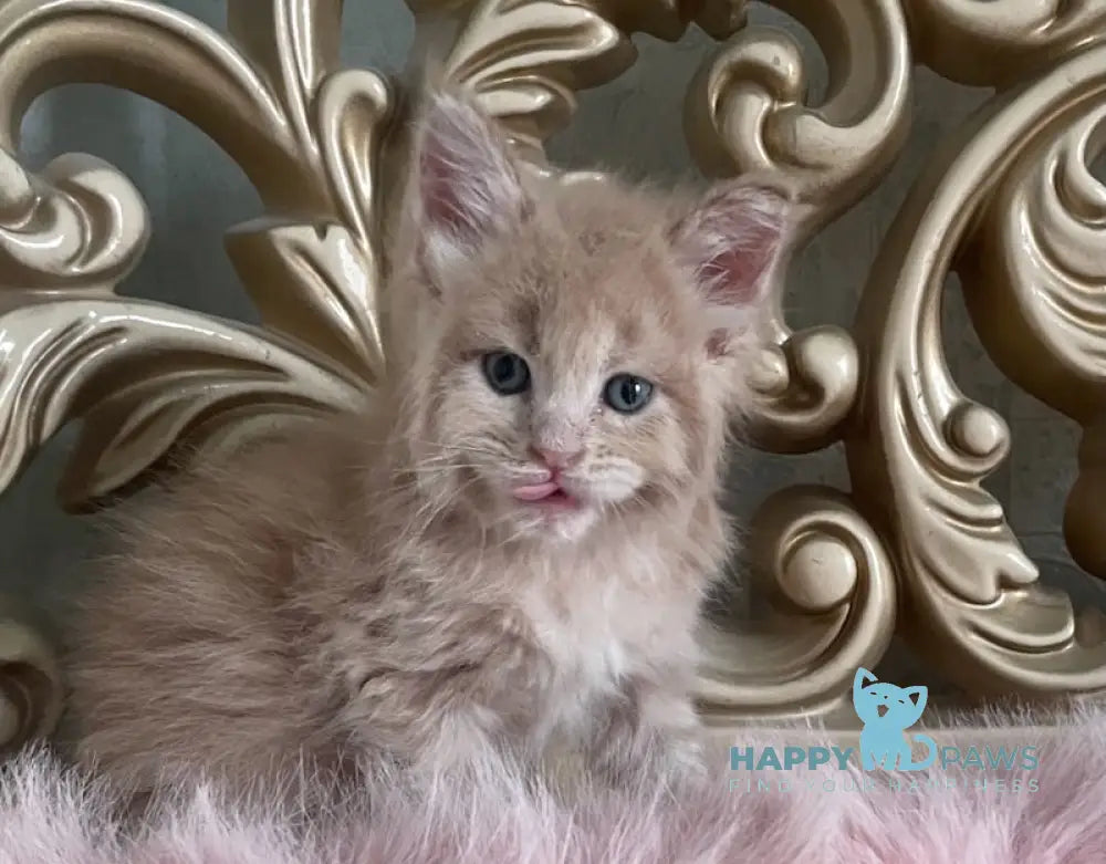 Hammer Maine Coon male cream live animals