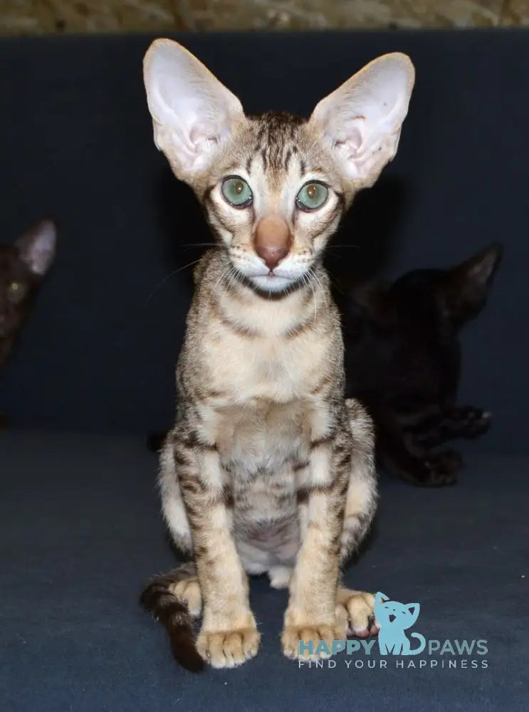 Hammer Oriental Shorthair male chocolate spotted tabby live animals