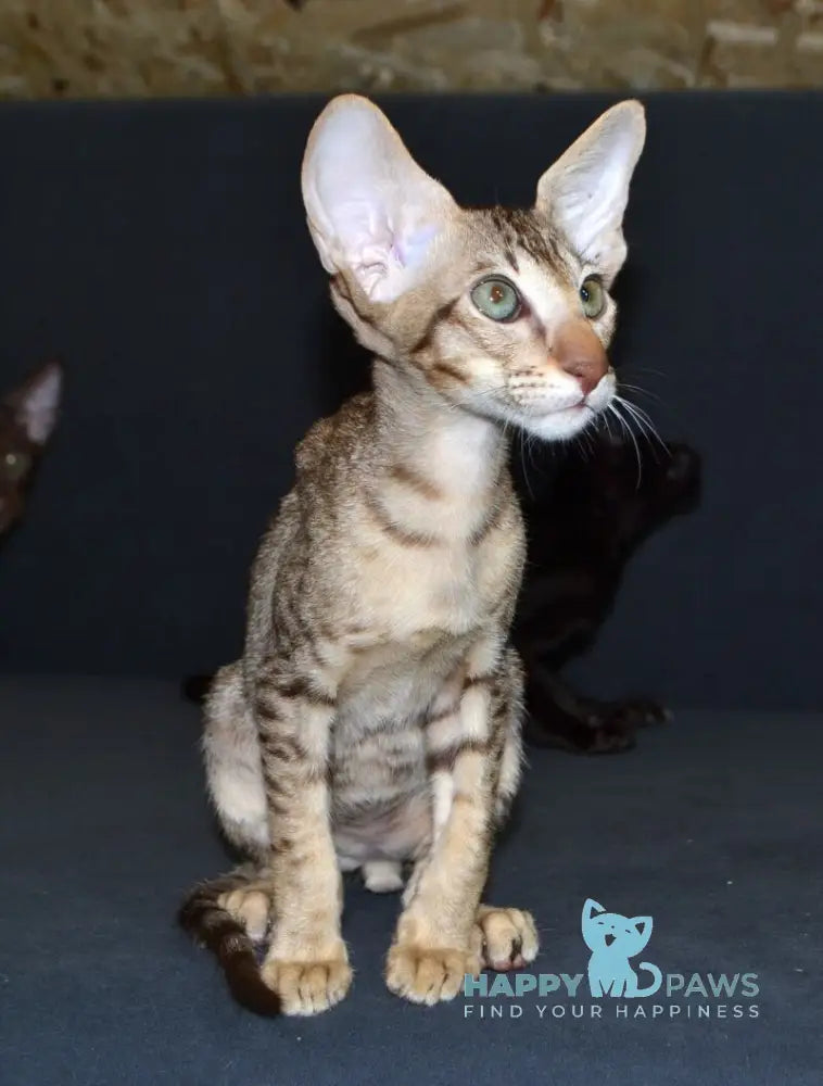 Hammer Oriental Shorthair male chocolate spotted tabby live animals