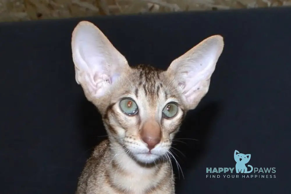 Hammer Oriental Shorthair male chocolate spotted tabby live animals