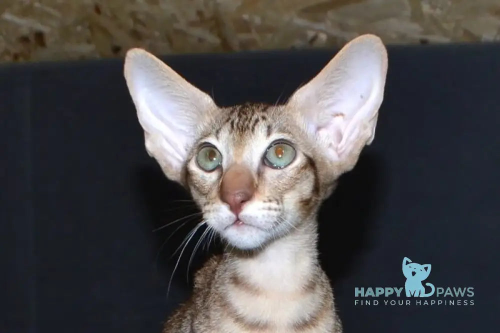 Hammer Oriental Shorthair male chocolate spotted tabby live animals