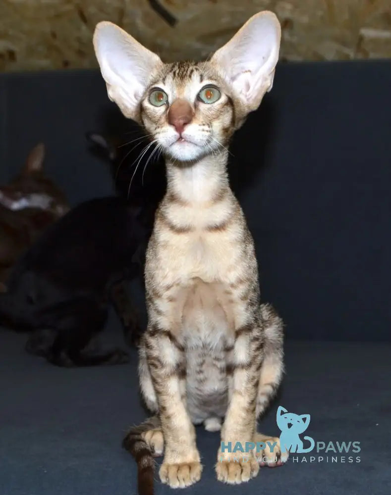 Hammer Oriental Shorthair male chocolate spotted tabby live animals
