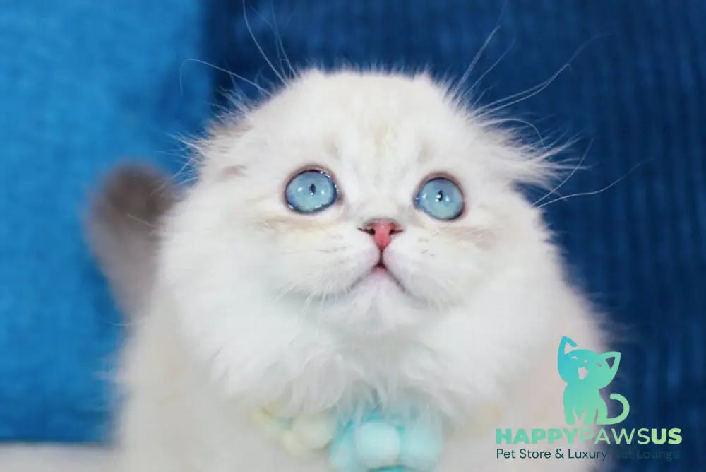 Hammer Scottish Fold male chocolate silver shaded pointed live animals
