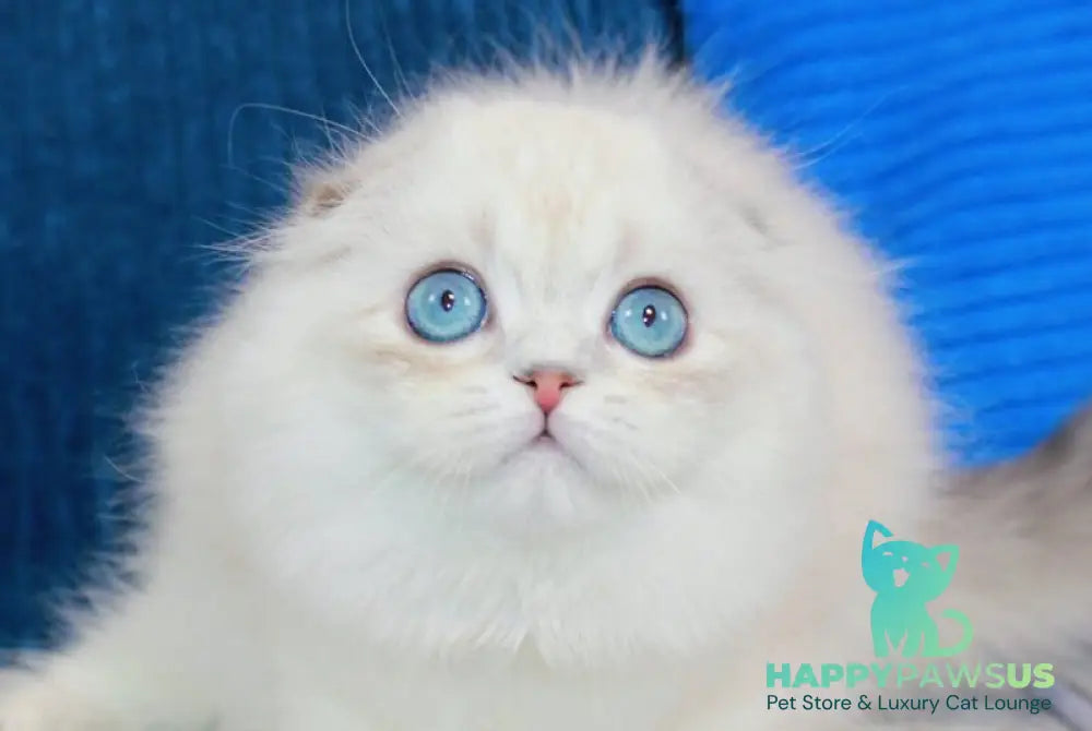 Hammer Scottish Fold male chocolate silver shaded pointed live animals