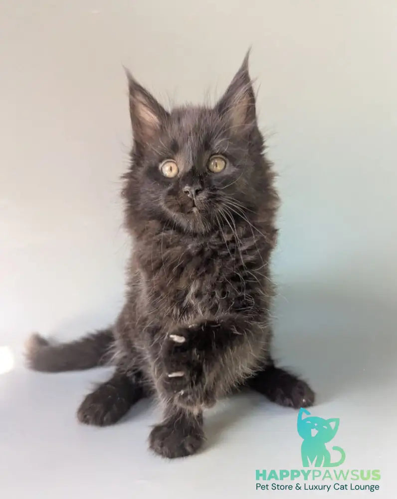 Hamster Maine Coon male black - live animals