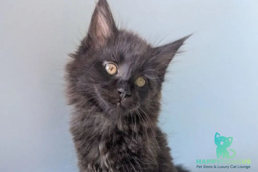 Hamster Maine Coon male black - live animals