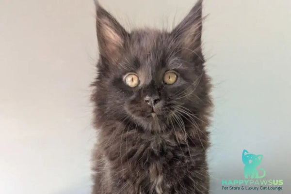 Hamster Maine Coon male black - live animals